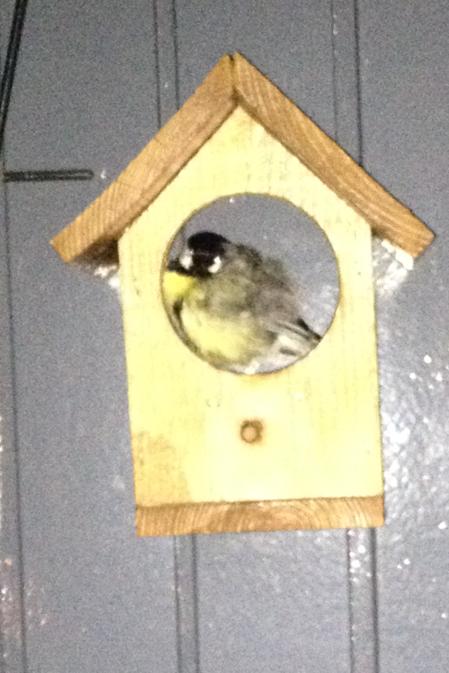 Slapende koolmees in pindakaashuisje.